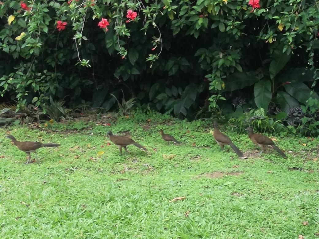 Casona Rustica & Bungalow La Fortuna Luaran gambar